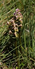 Disperis cardiophora