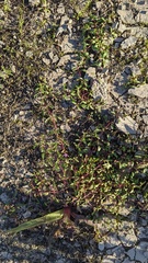 Pogogyne abramsii
