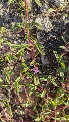 Pogogyne abramsii
