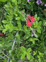Gambelia