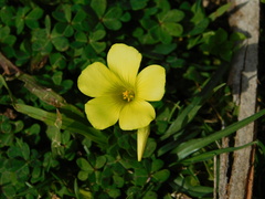 Oxalis pes-caprae