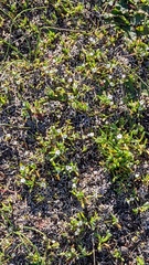 Plagiobothrys scouleri