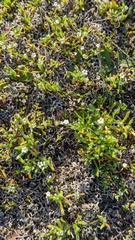 Plagiobothrys scouleri