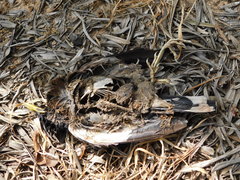 Acridotheres tristis