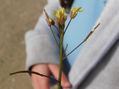 Brassica tournefortii