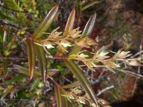 Epidendrum rugulosum Schltr.