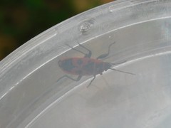 Pyrrhocoris apterus