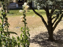 Antirrhinum majus