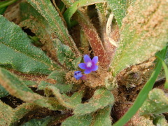 Anchusa aggregata