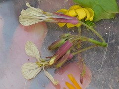 Raphanus raphanistrum