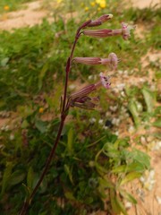 Silene colorata