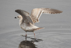 Larus argentatus × glaucescens