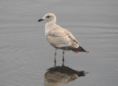 Larus argentatus × glaucescens