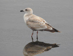 Larus argentatus × glaucescens