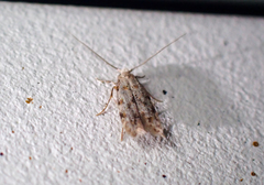 Crypsitricha stereota