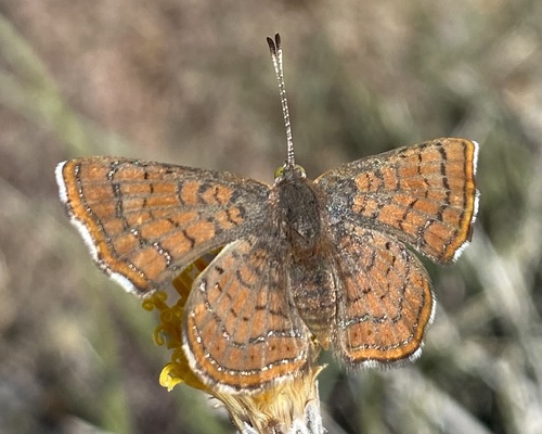 iNaturalist observation photo of Wright's Metalmark