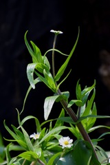 Jaegeria bellidiflora