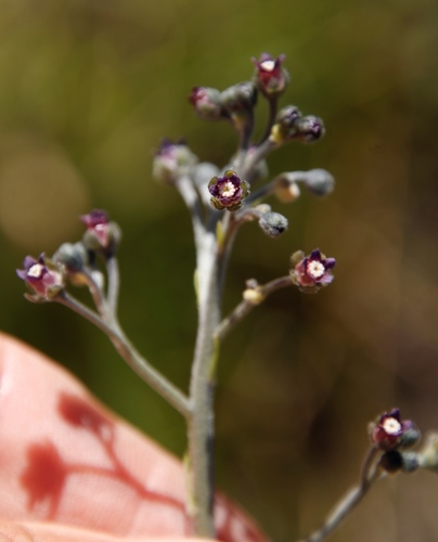 Image of Cynoglossum hispidum by (c) Tony Rebelo, some rights reserved (CC BY-SA)
