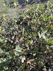 Arctostaphylos morroensis