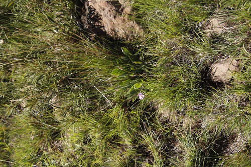 Image of Cynoglossum hispidum by (c) Tony Rebelo, some rights reserved (CC BY-SA)