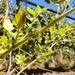 Solanum physalifolium - Photo (c) Marco, μερικά δικαιώματα διατηρούνται (CC BY-NC), uploaded by Marco