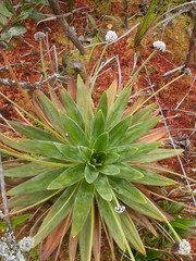 Paepalanthus