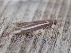 Scythris hornigii