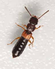 Anotylus insecatus