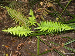 Polystichum chilense