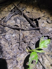 Pseudogonatodes guianensis