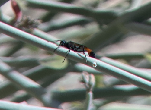 iNaturalist observation photo of Thread-waisted Sand Wasps