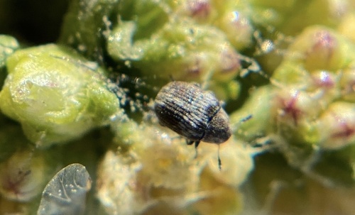 iNaturalist observation photo of Pea and Bean Weevils