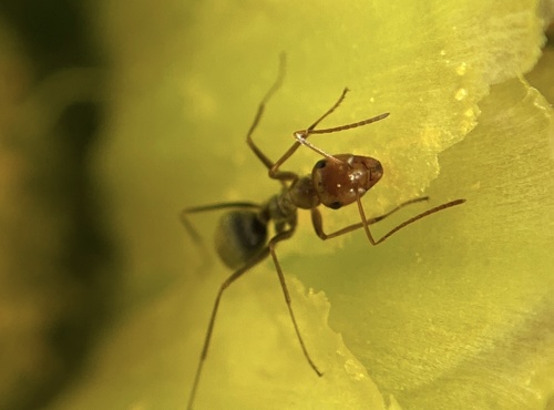 iNaturalist observation photo of Mimicus-flaviceps-group Honeypot Ants