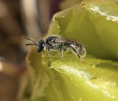 iNaturalist observation photo of Metallic Sweat Bees