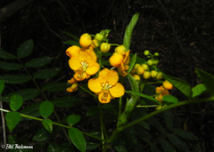 Senna stipulacea