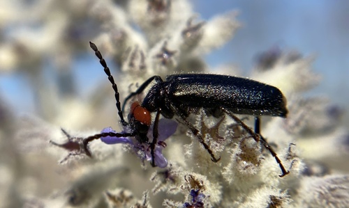 iNaturalist observation photo of Red-eared Blister Beetle