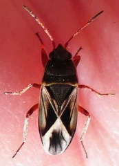 Malezonotus