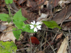 Stellaria arvalis