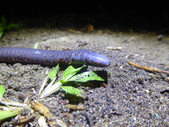 Gymnopis multiplicata