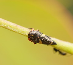 Eurymeloides adspersa