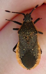 Catorhintha apicalis