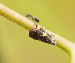 Eurymeloides adspersa