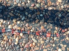 Micrurus altirostris