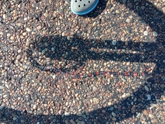 Micrurus altirostris