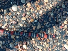 Micrurus altirostris