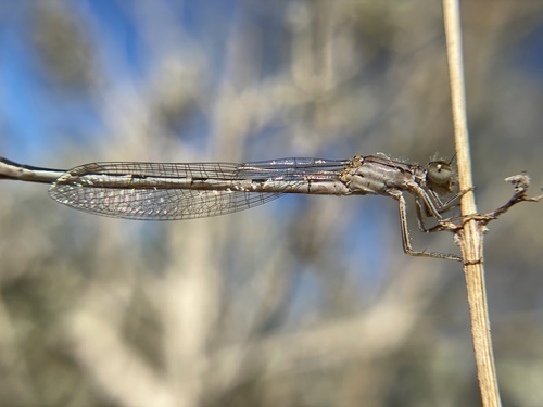 iNaturalist observation photo of Bluets