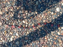 Micrurus altirostris