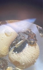 Callosobruchus maculatus