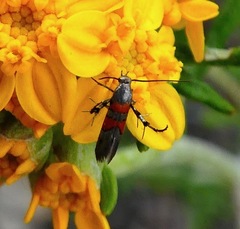Aetole unipunctella