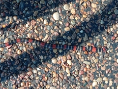 Micrurus altirostris